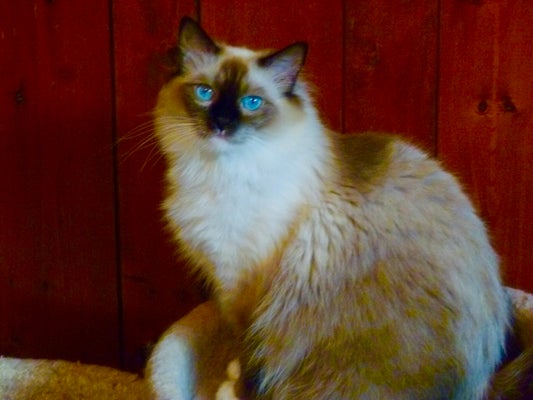 Angelkissed ragdolls sales