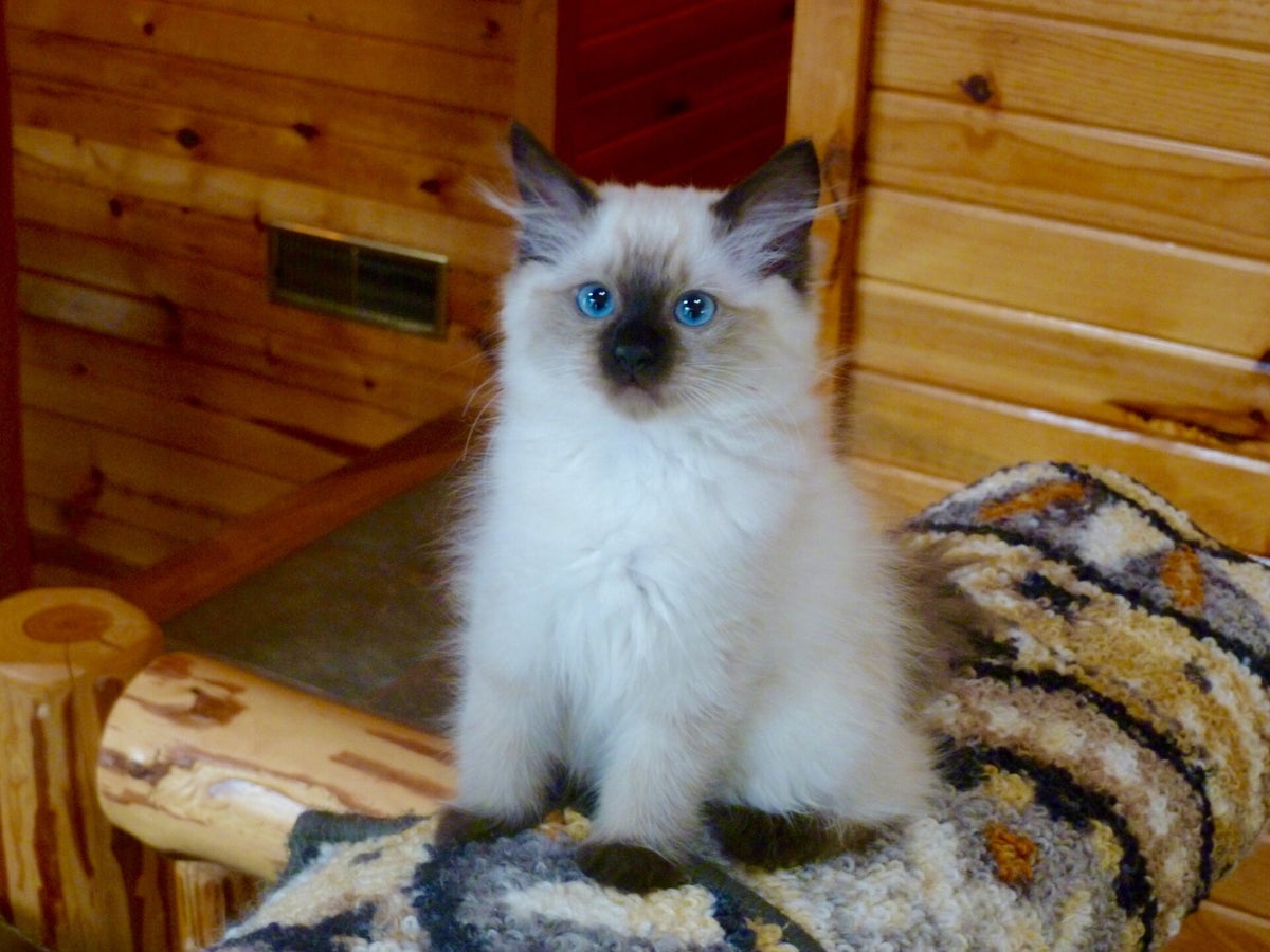 ANGELKISSED RAGDOLLS