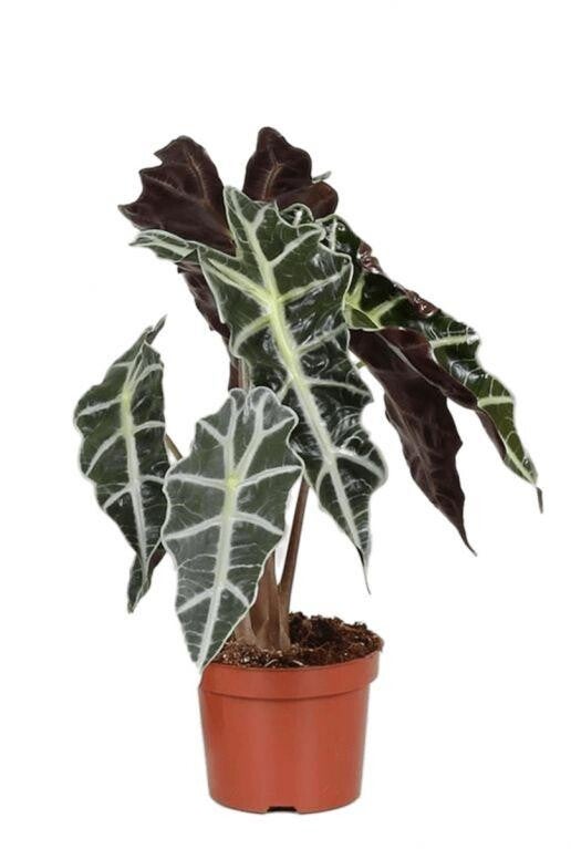 Alocasi Polly skeletten plant promo