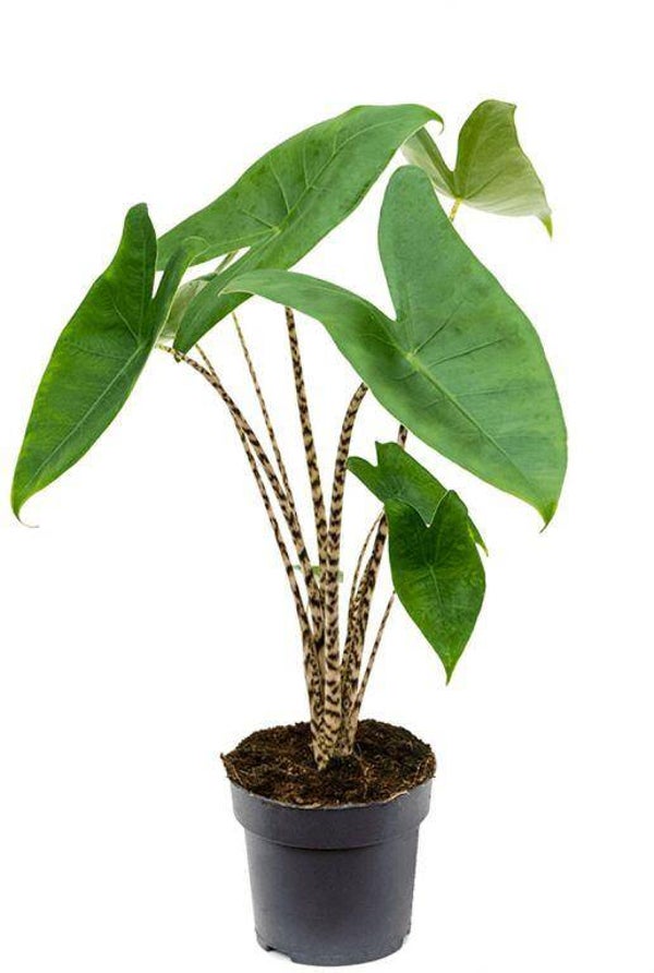 Alocasia zebrinia