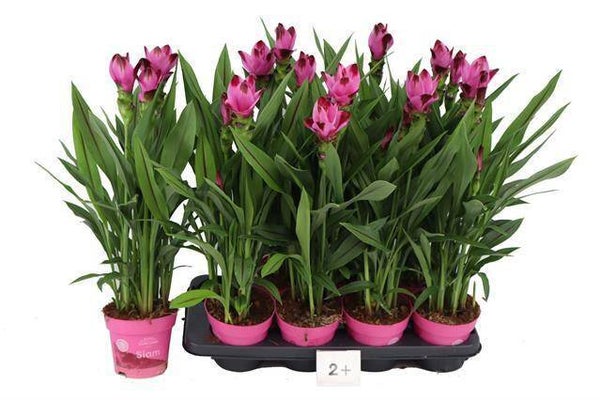 Curcuma rose 4 stuks