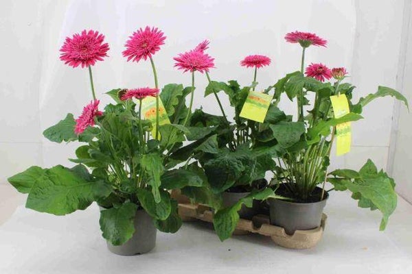 Gerbera XL paars 3 stuks