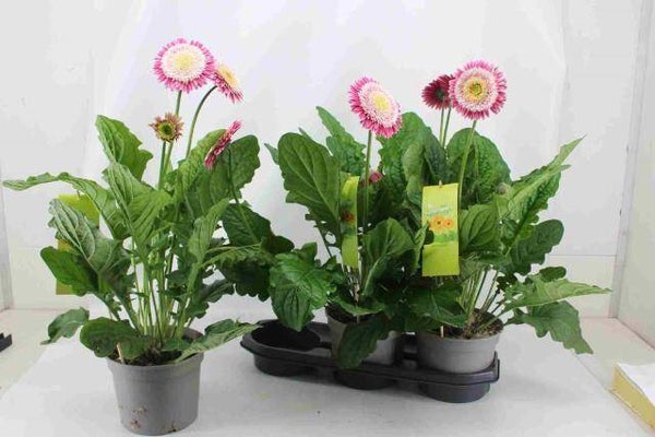 Gerbera XL rose 3 stuks