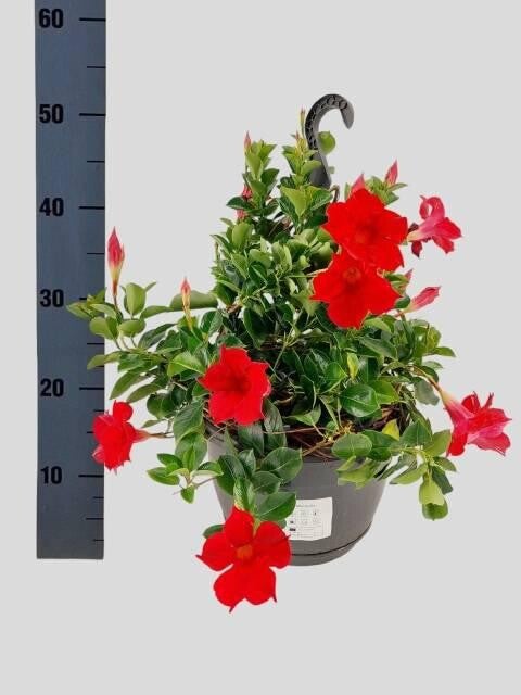 Hang sundavillia 3 stuks