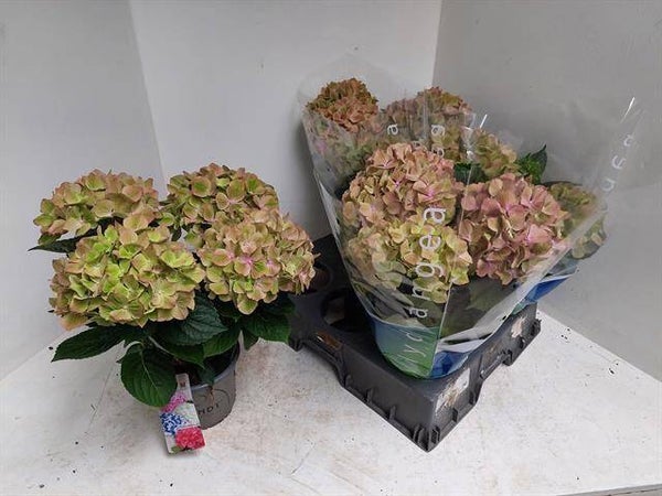 Hortensia oud roze 4 stuks