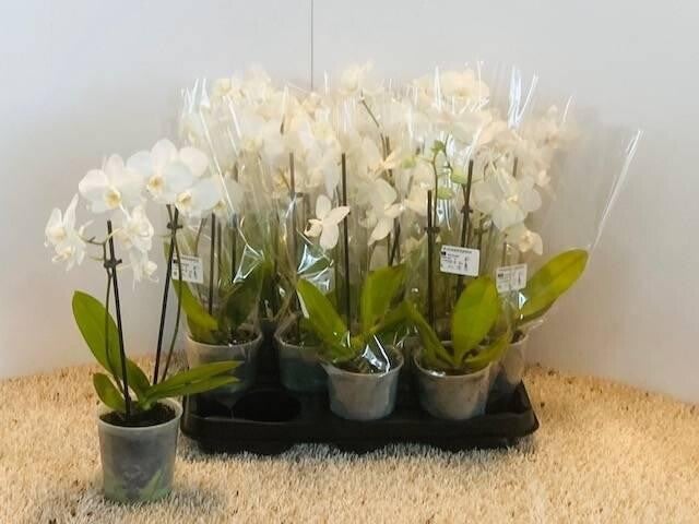 Orchideeën 14 stuks