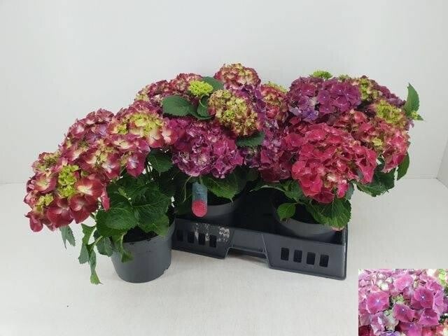 Tuin hortensia XL 5 stuks