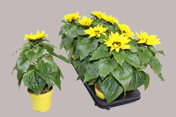 Zonnebloemen 8 stuks