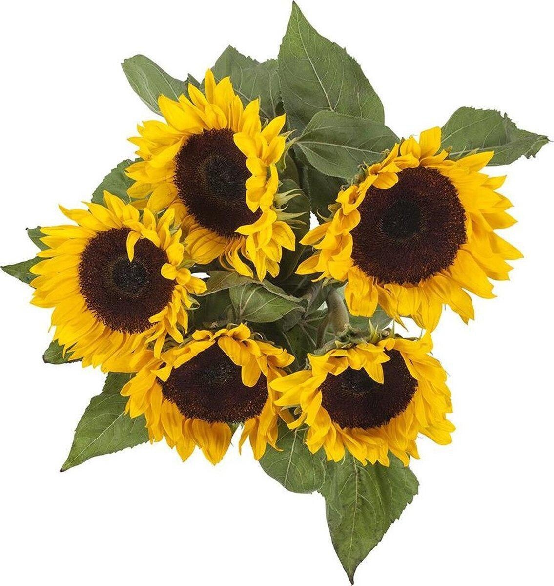 Zonnebloemen 2 bossen