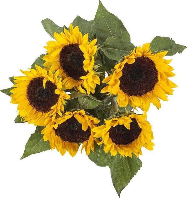 Zonnebloemen 2 bossen