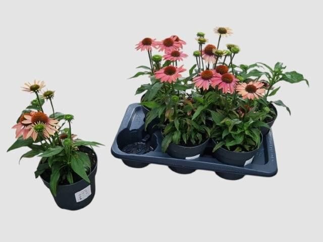 Zonnehoedjes winterhard rose 6 stuks