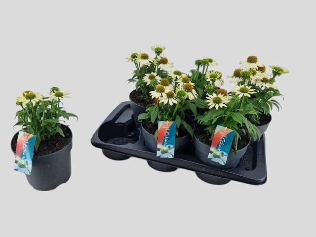 Zonnehoedjes winterhard wit 6 stuks