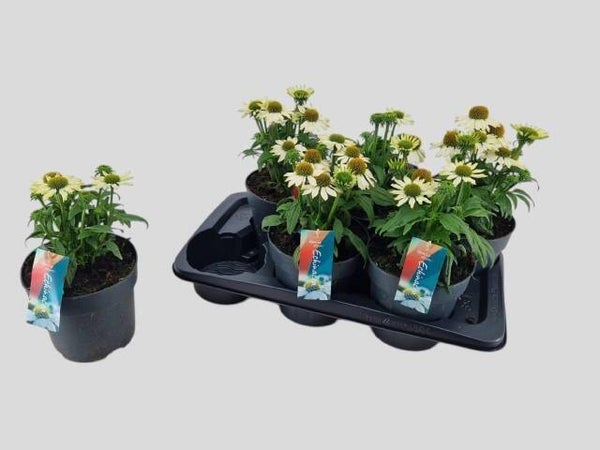 Zonnehoedjes winterhard wit 6 stuks