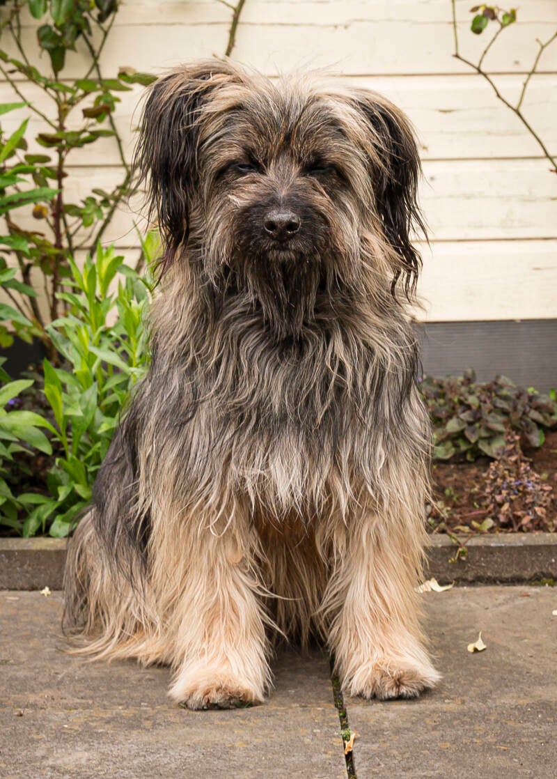 Pyreneese herder Noah