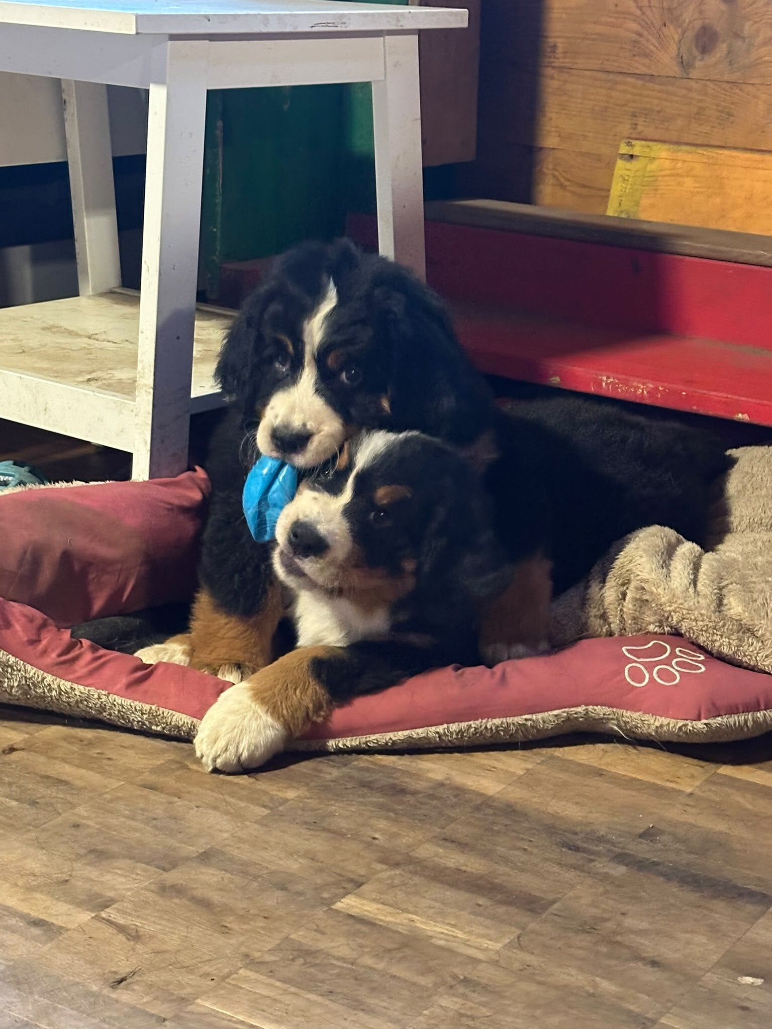 whatsapp-image-2026-09-13-at-14-08-15-2-standard-3rq1tp.jpg