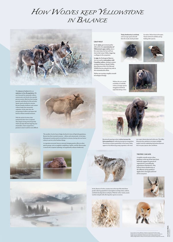 Poster: Trophic Cascade