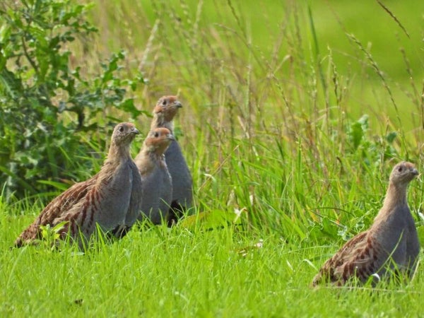 Vogelexcursie Binnenveldse Hooilanden - Wageningen