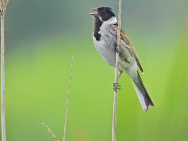 Vogelexcursie Gagelpolder