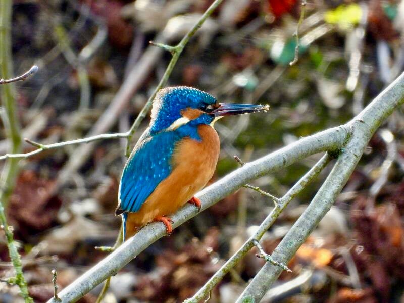 IJsvogel - Amelisweerd