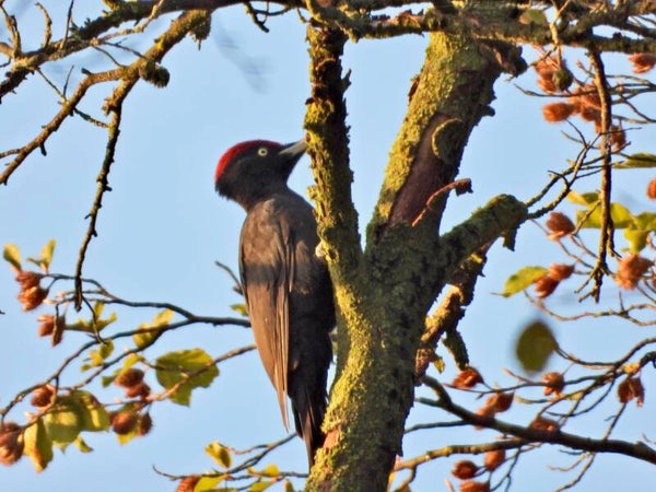 Vogelexcursie Beukenburg (Groenekan)