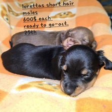lorettas-males-standard-0kdq82.jpg
