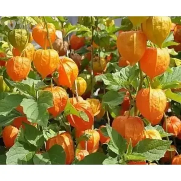 M052 :  Benih Ciplukan Kuning