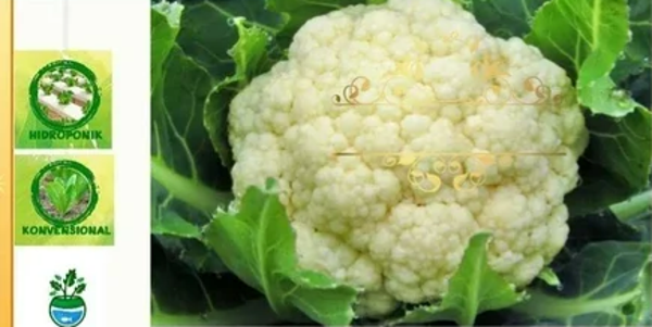 M043 :  Benih Bunga Kol