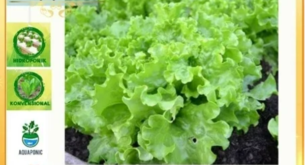 M048 :  Benih Selada Hijau Keriting