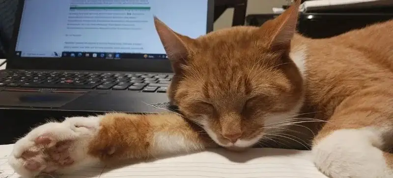 Ginger cat is sleeping close a lop top.