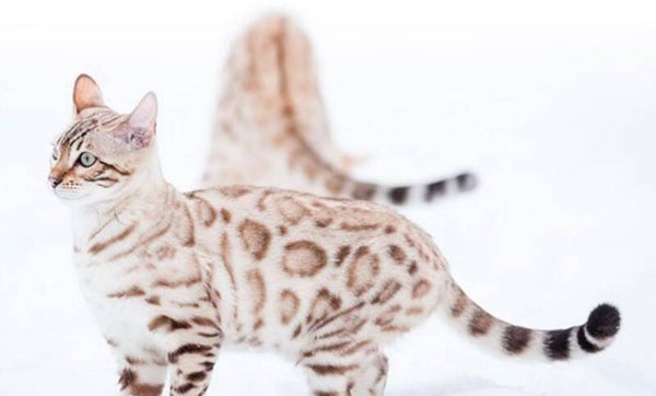 SNOW LYNX -BENGAL CAT