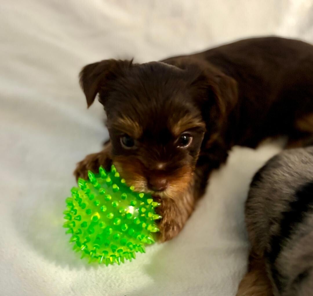 petizer 6 Pack 2.5” Squeaky Dog Toy Balls