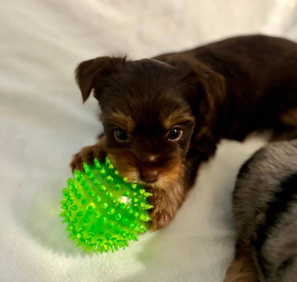 petizer 6 Pack 2.5” Squeaky Dog Toy Balls