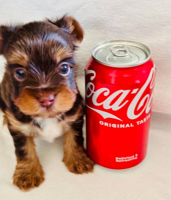Traditional Yorkshire terrier