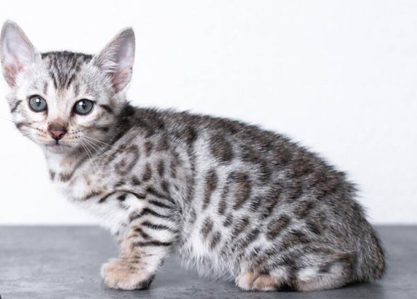 SILVER BENGAL KITTEN