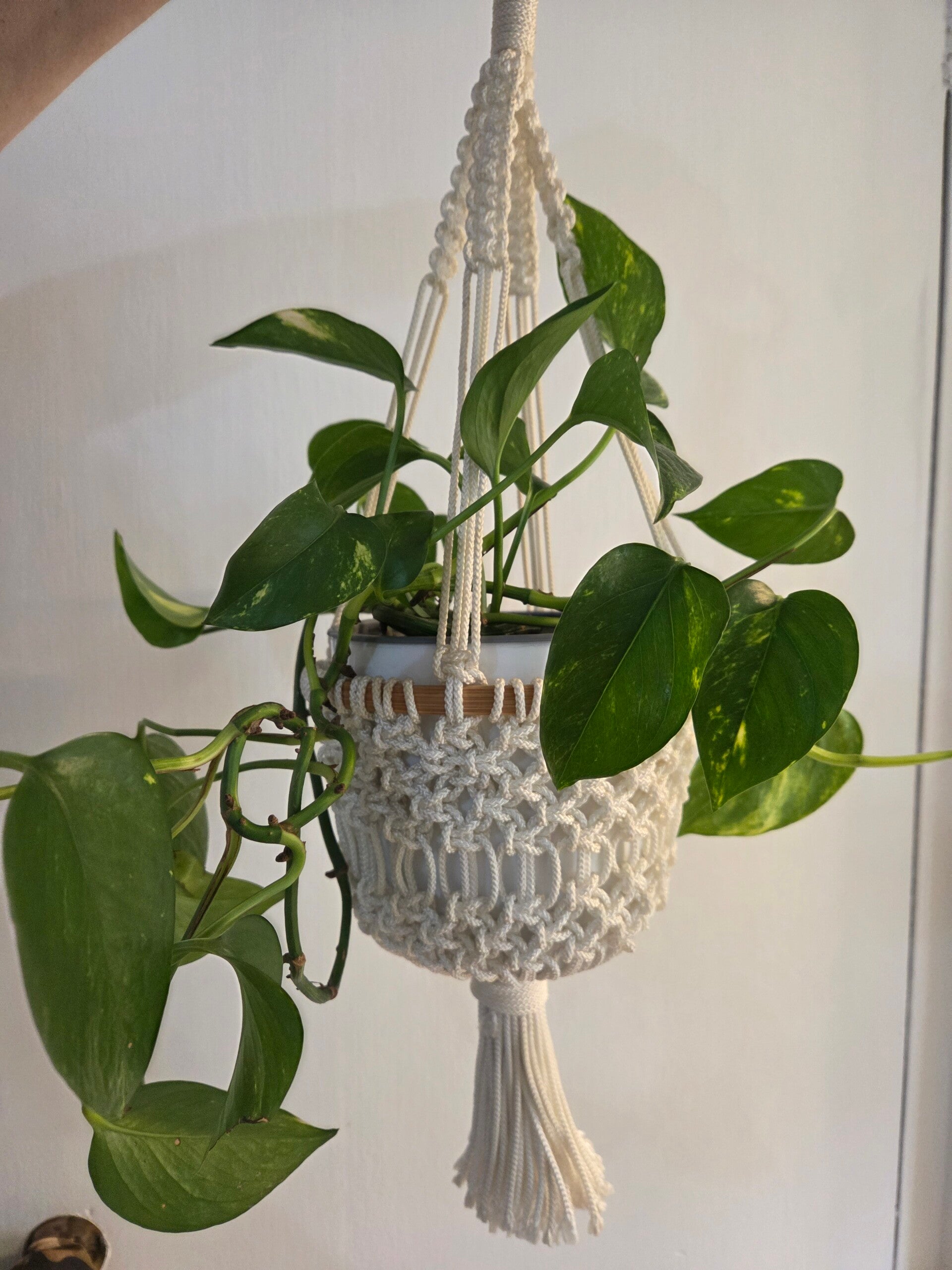 Plant Holder ( 1 )