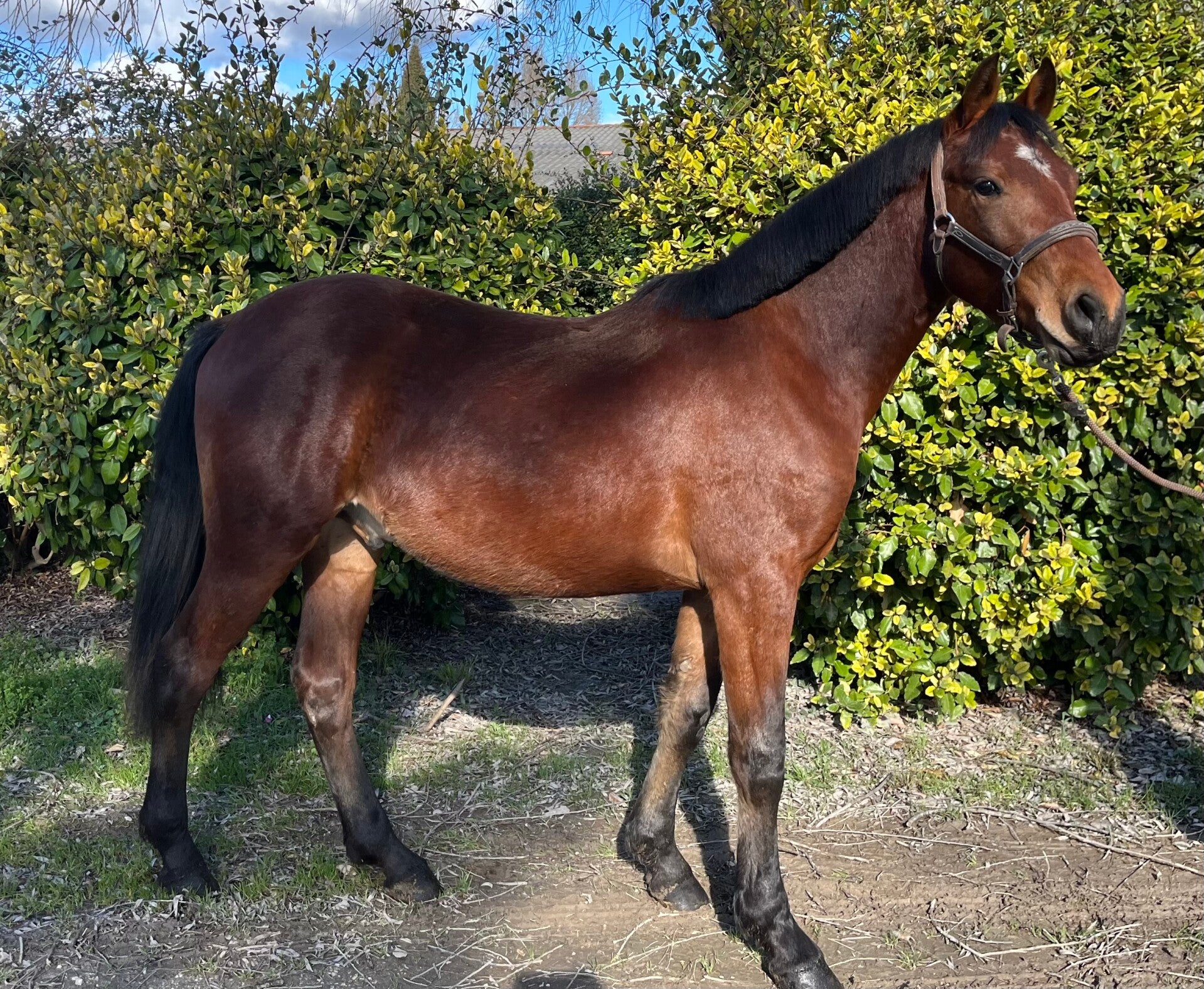 Kassiopé de Labadie | Elevage de Conquet | Poney de sport | Poulain | O'paques de Conquet