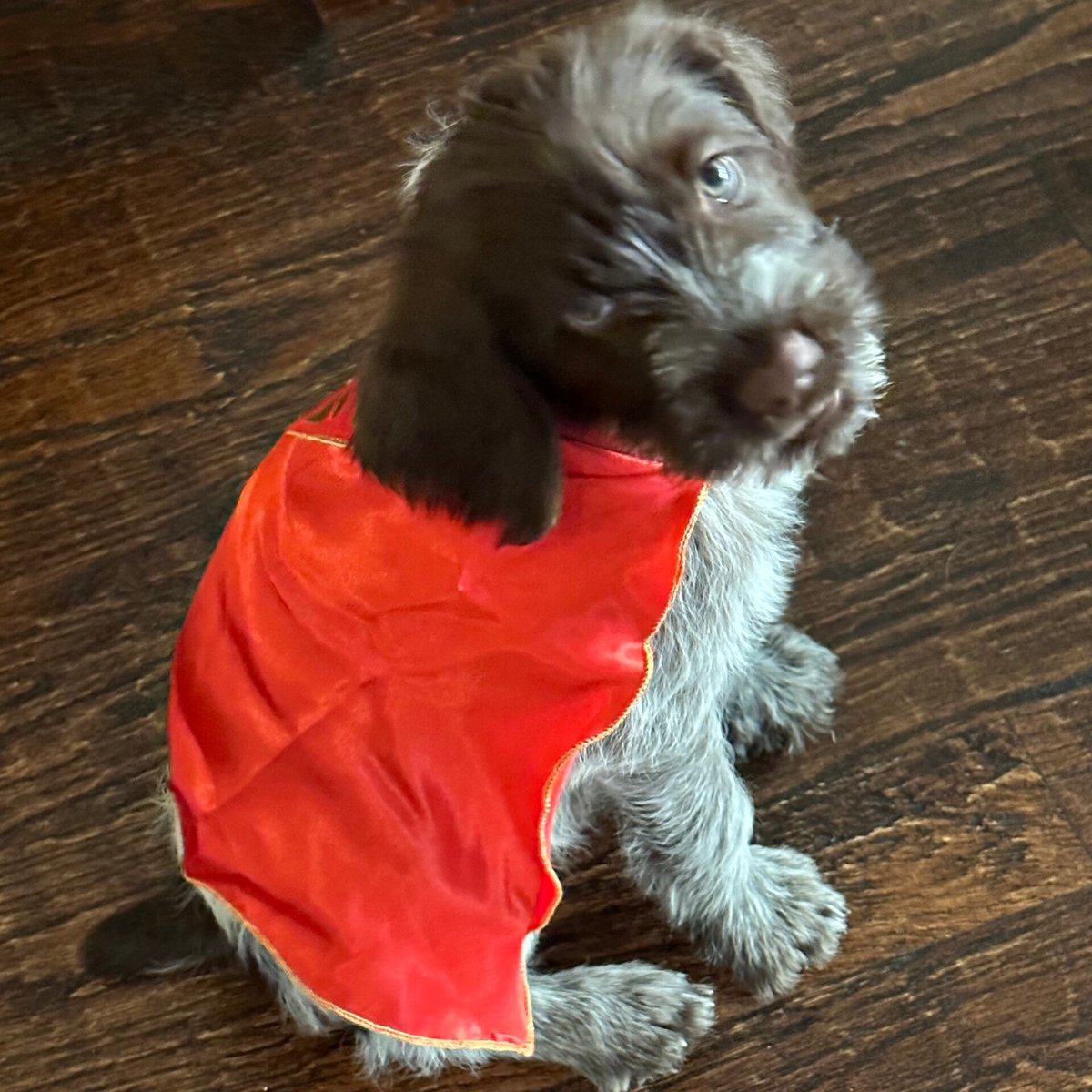 Gallery & Testimonials Anderson K9 Kennels