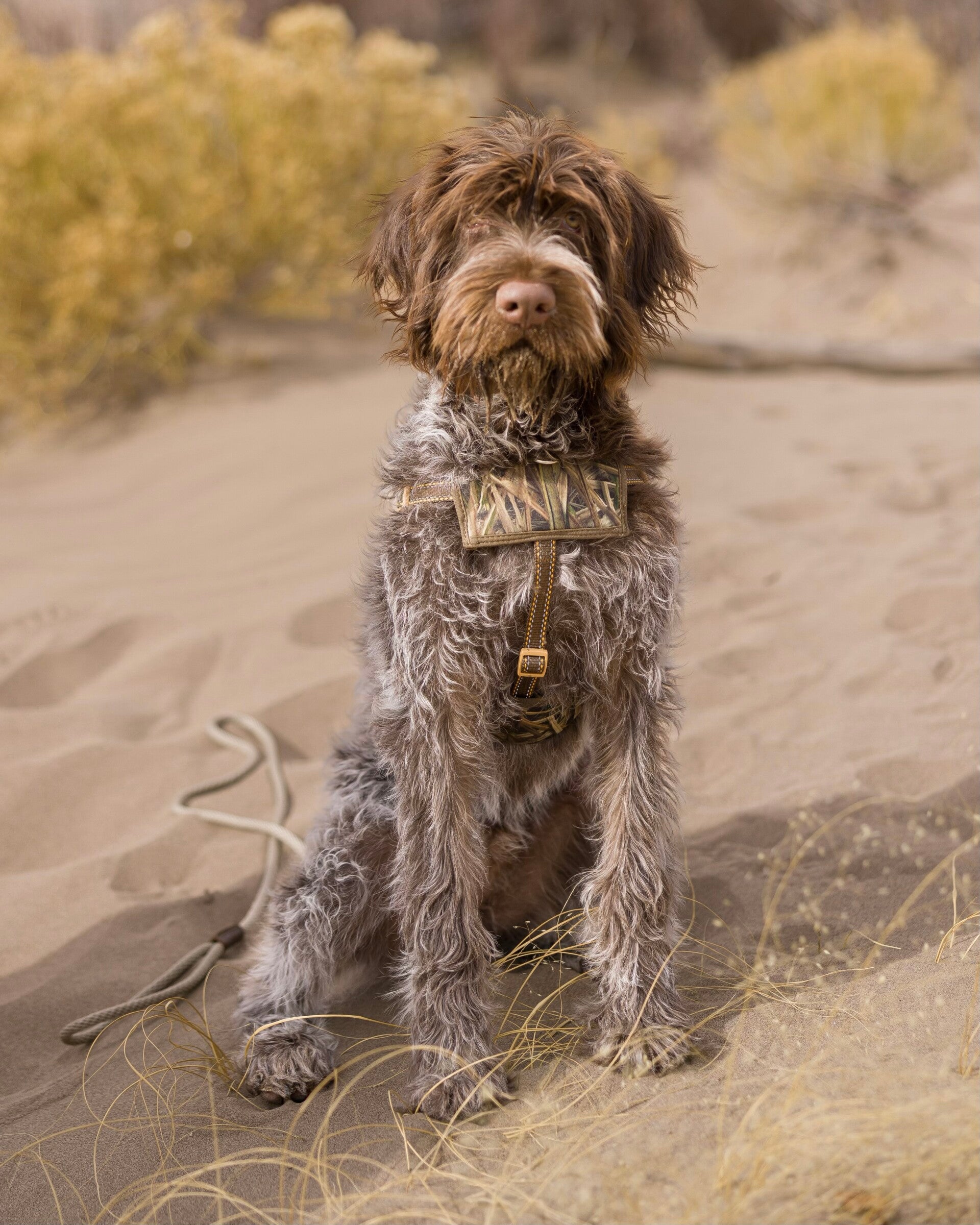 Gallery & Testimonials Anderson K9 Kennels