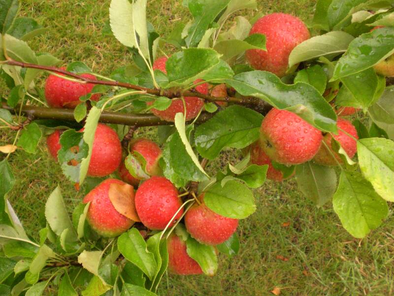 Appels