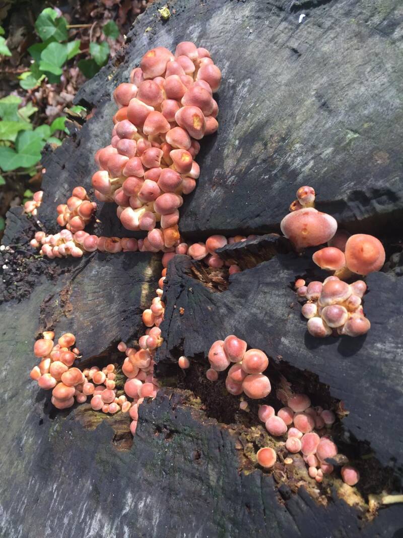 Boomstronk met paddestoelen