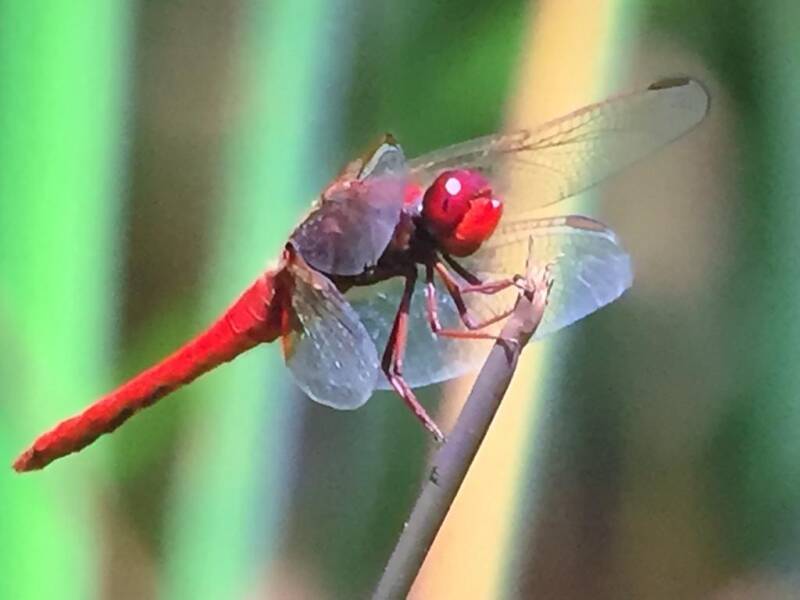 Dragonfly