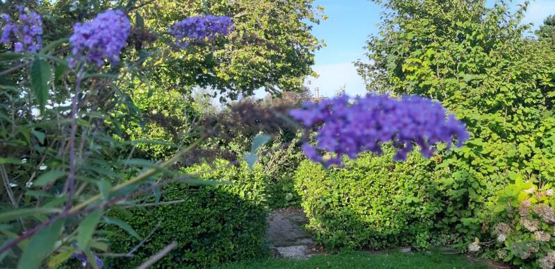 Struik met paarse bloem