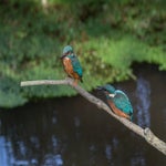 IMG_4150-2.jpg