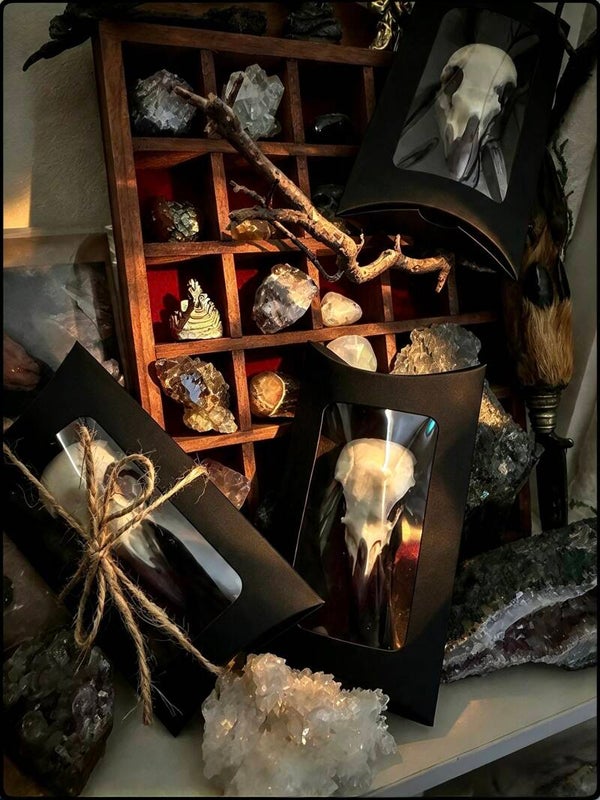 Corvid Skull wax Curio