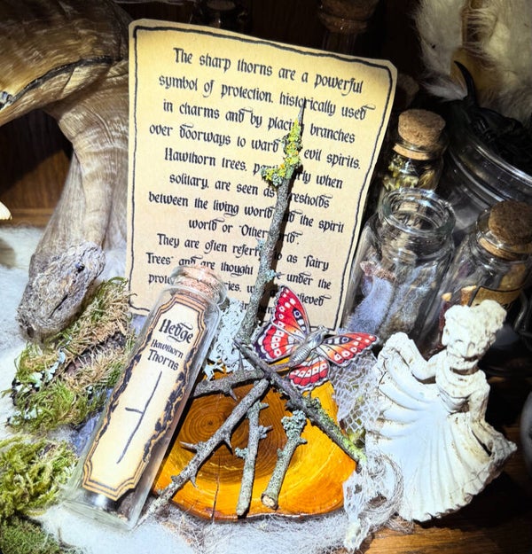 Hedge Hawthorn Thorns