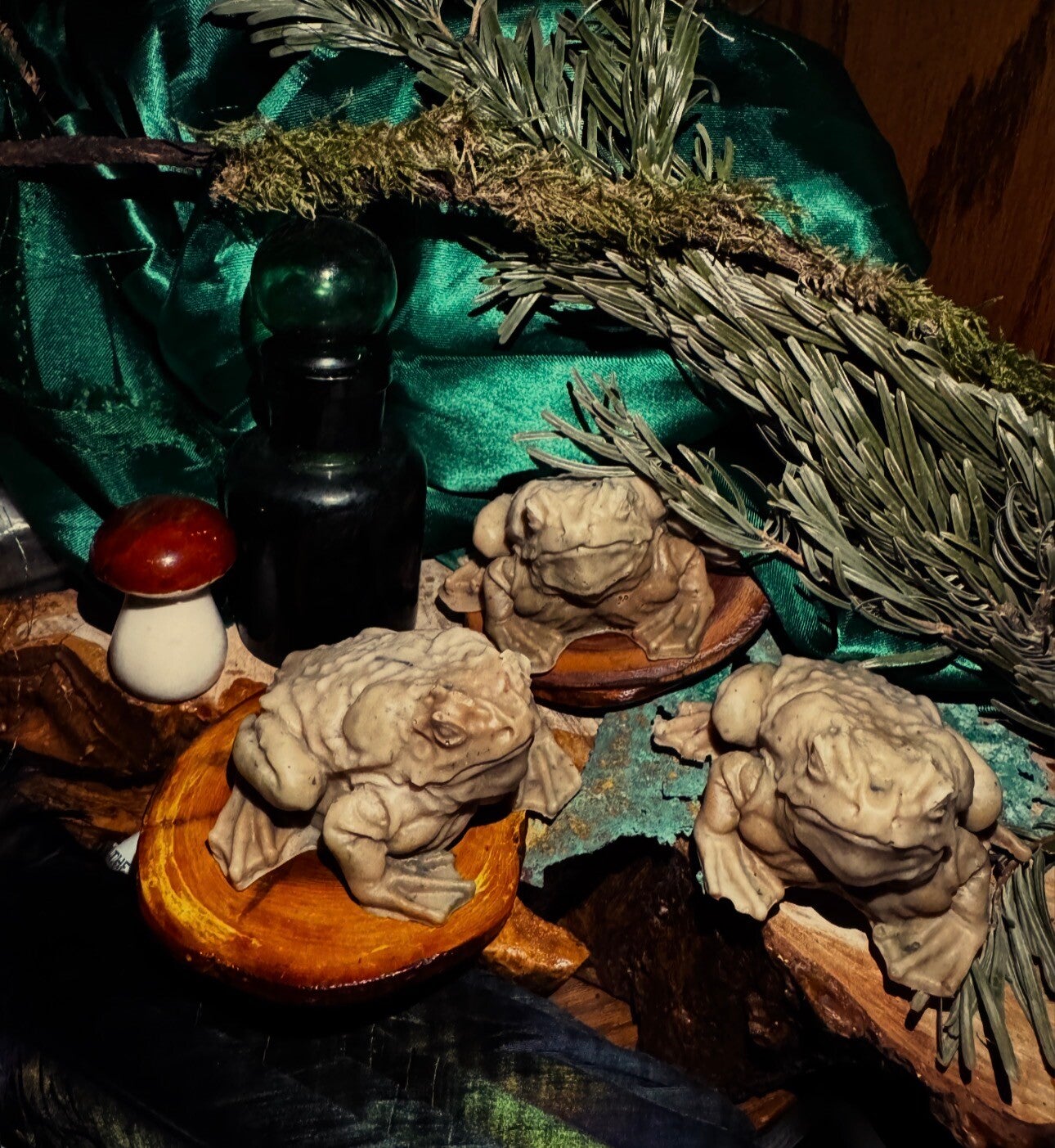 The magic of a Witches Toad familiar