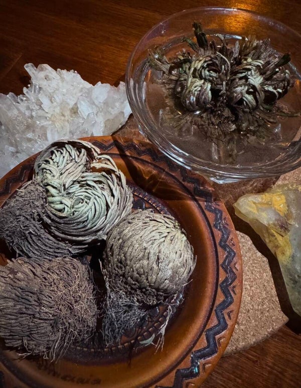 The Rose of Jericho- The resurrection plant