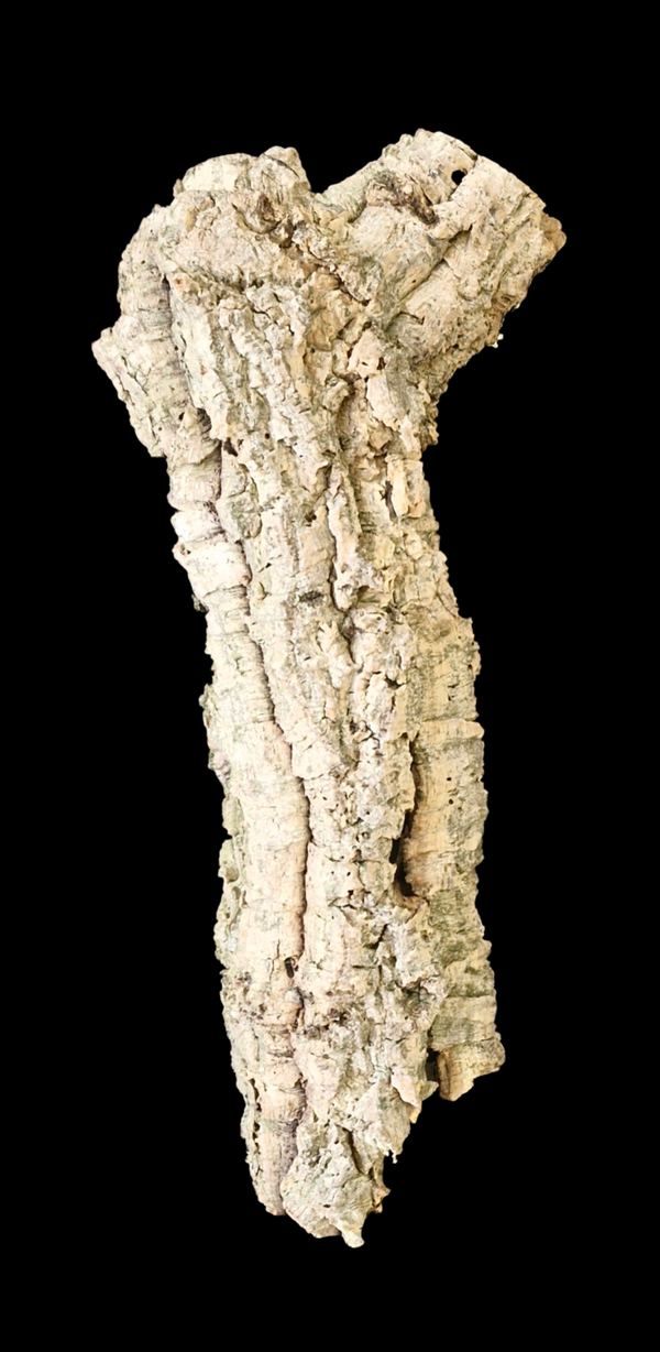 Branche de liège 56.5 cm