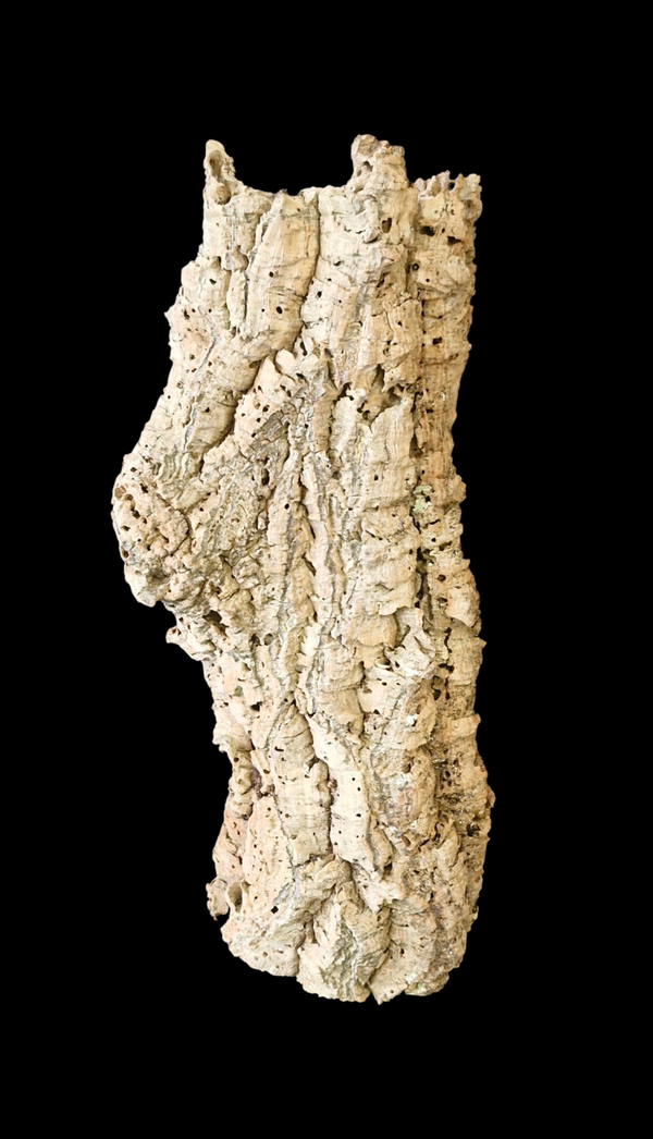 Tube de liège 53 cm Tiens seul debout