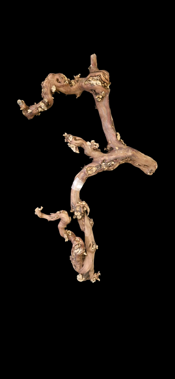 Pied de vigne 69.9 cm